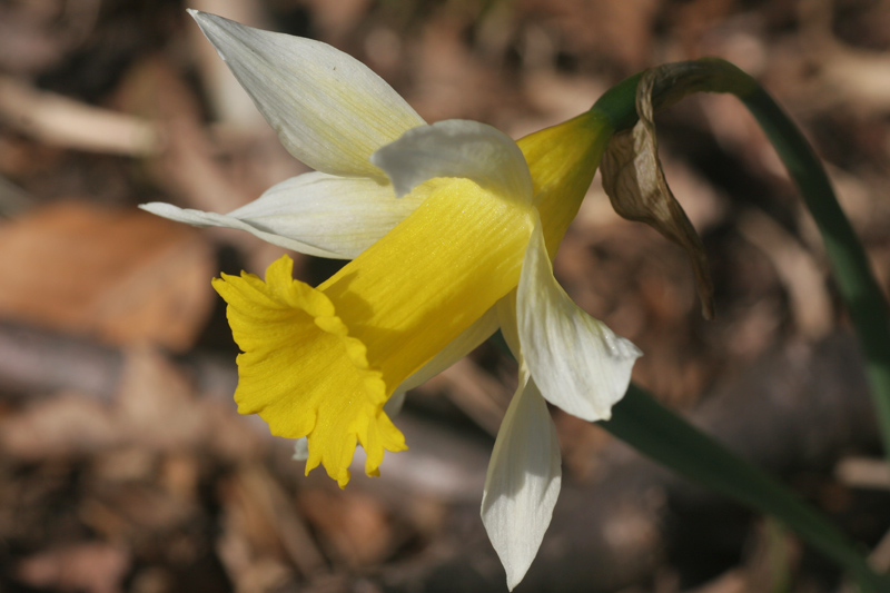 Narcissus pseudonarcissus